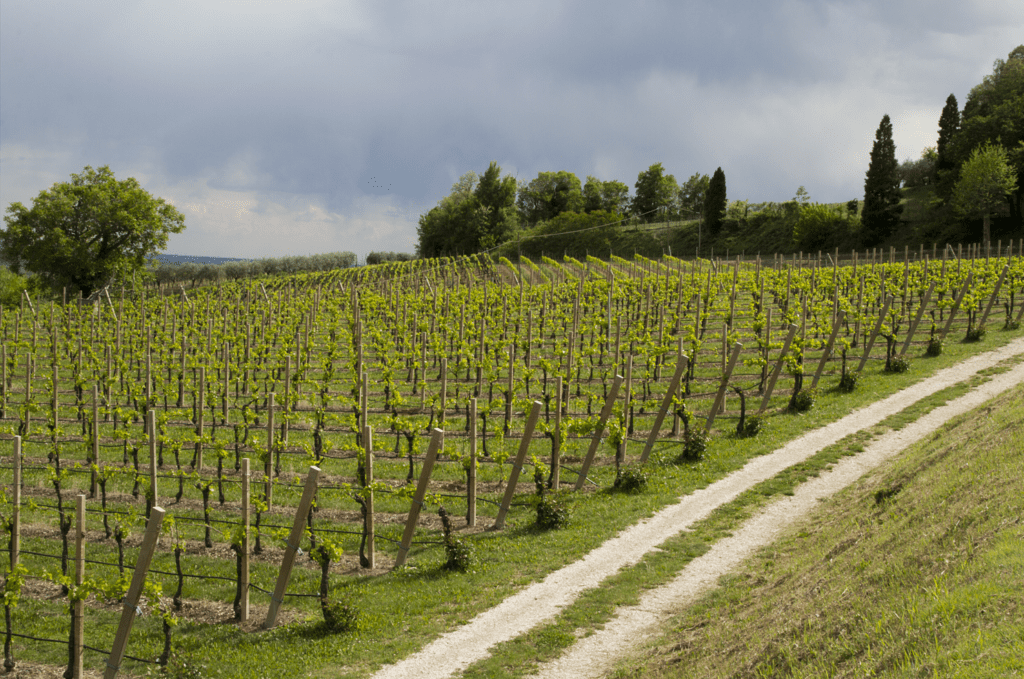 Fiera dei Vini Piacenza