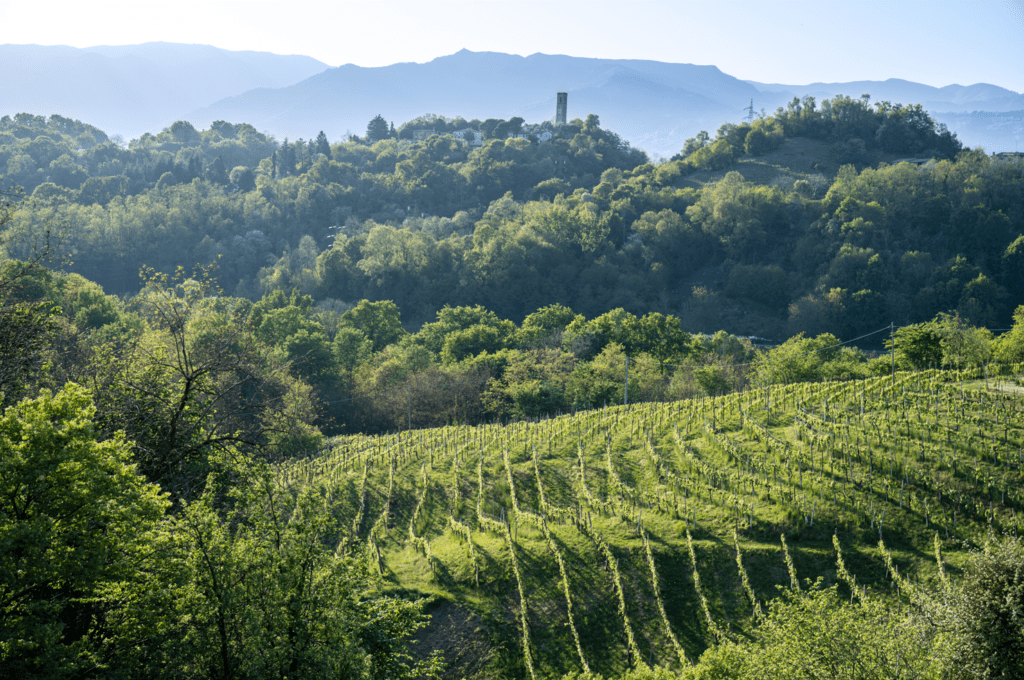 Asolo Prosecco Caseus Padova