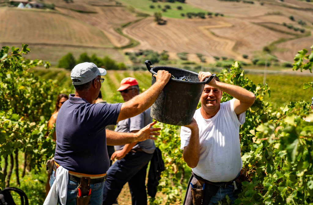 Vendemmia sicilia