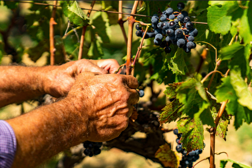 Vendemmia sicilia