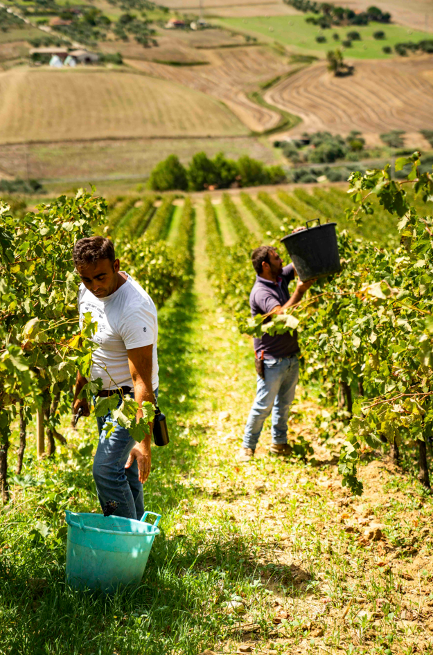 Vendemmia sicilia