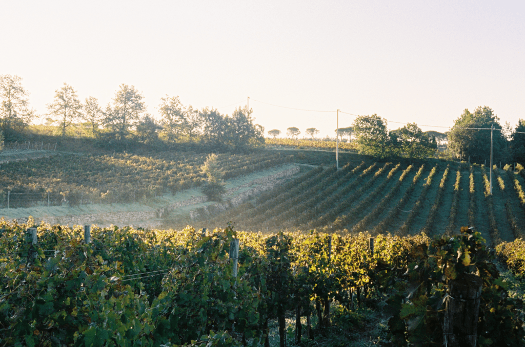 Tenuta Licinia Montalceto Sangiovese