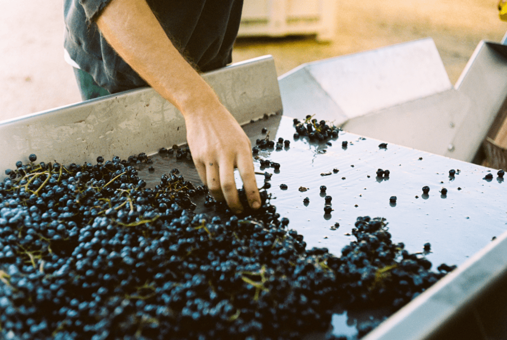 Tenuta Licinia Montalceto Sangiovese