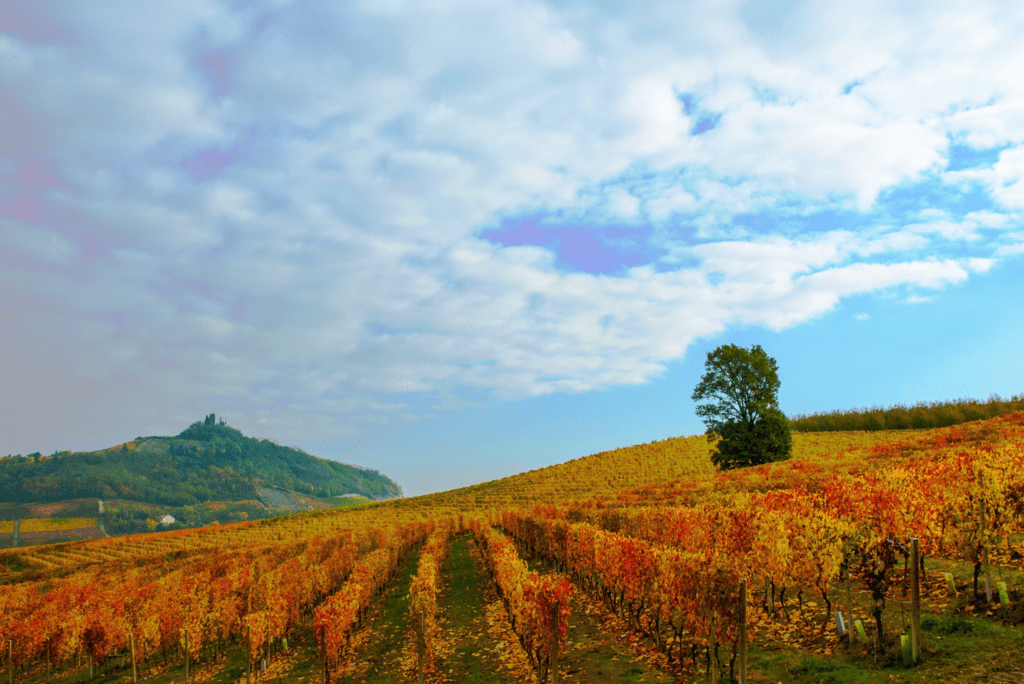 Wein Festival Basilea