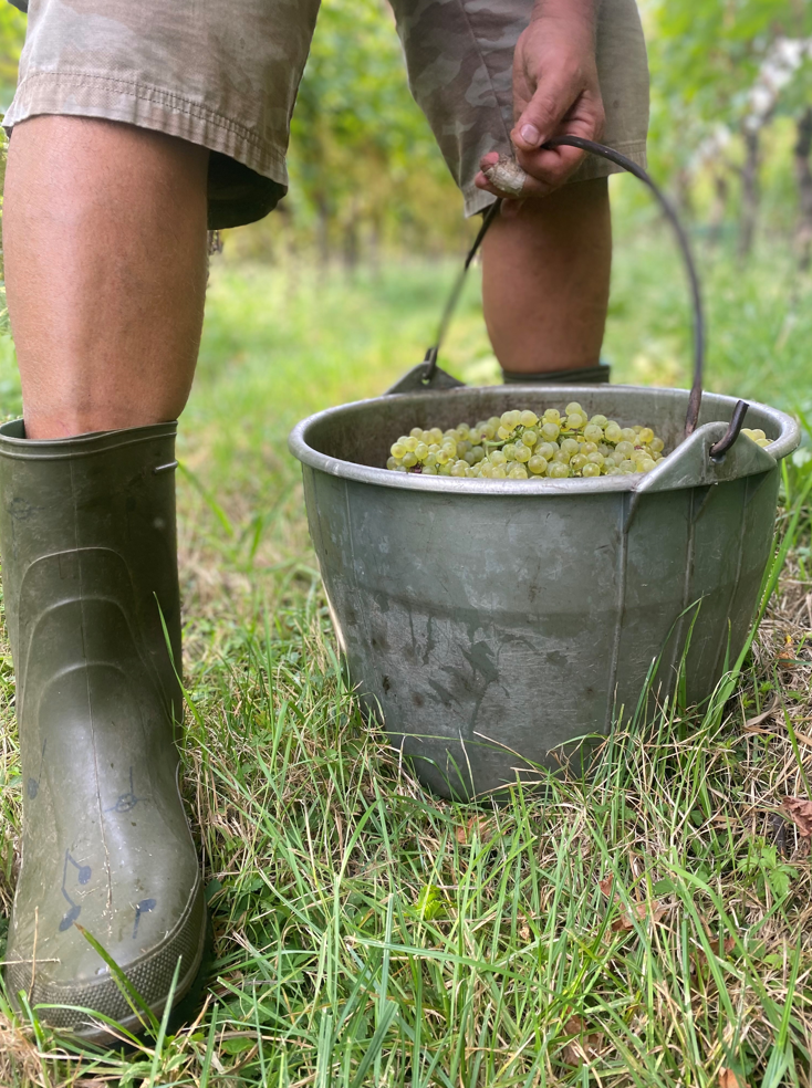 vendemmia 2023 Alto Adige