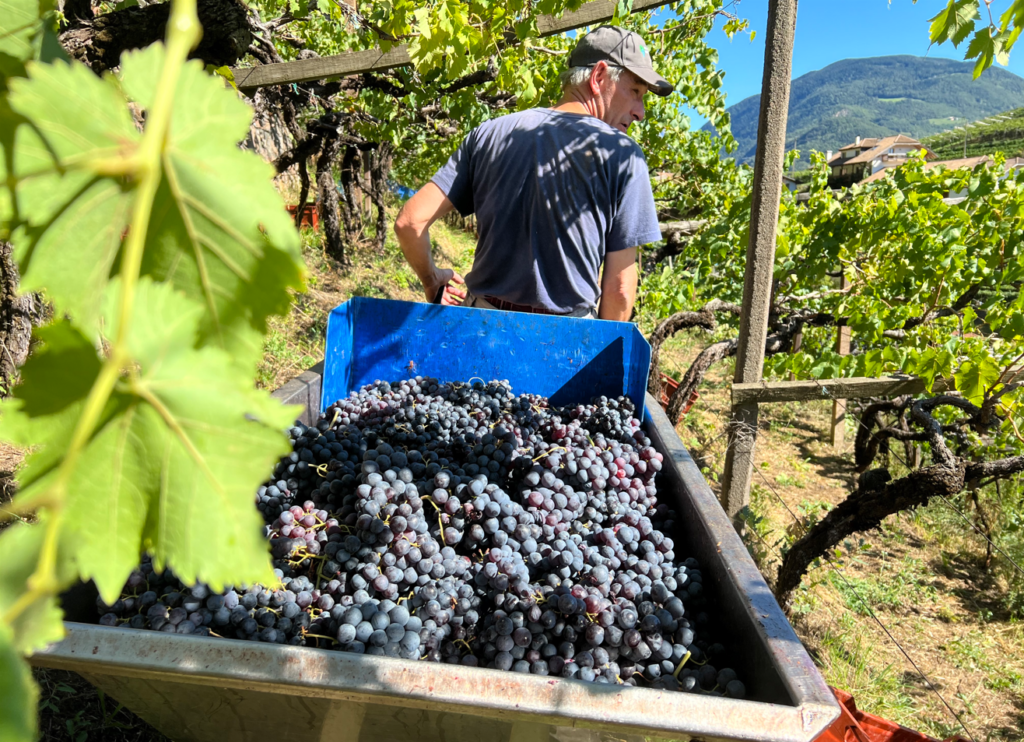 vendemmia 2023 Alto Adige