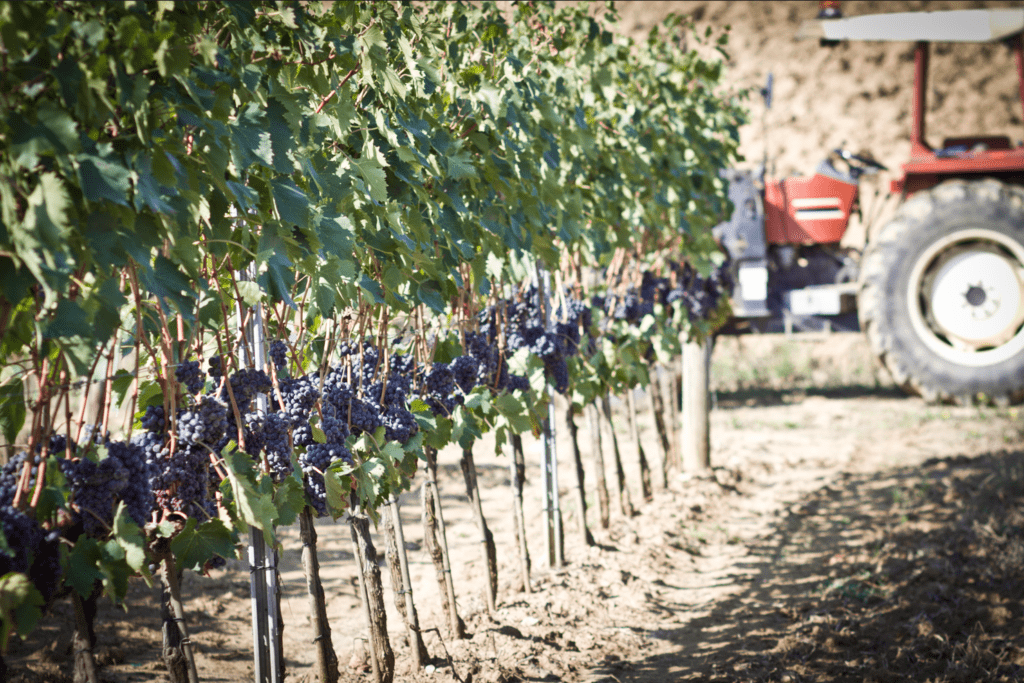 SOS Wine Morellino di Scansano