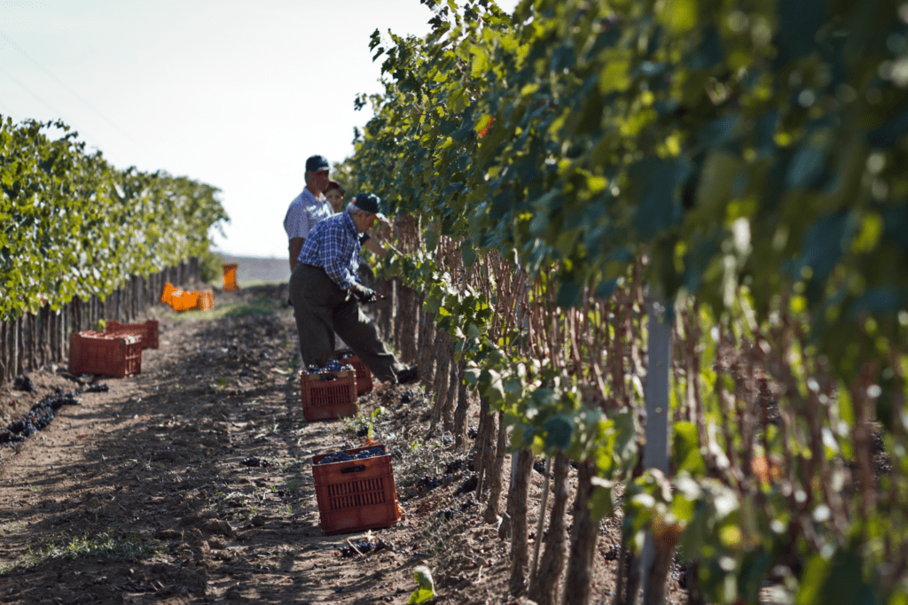 SOS Wine Morellino di Scansano