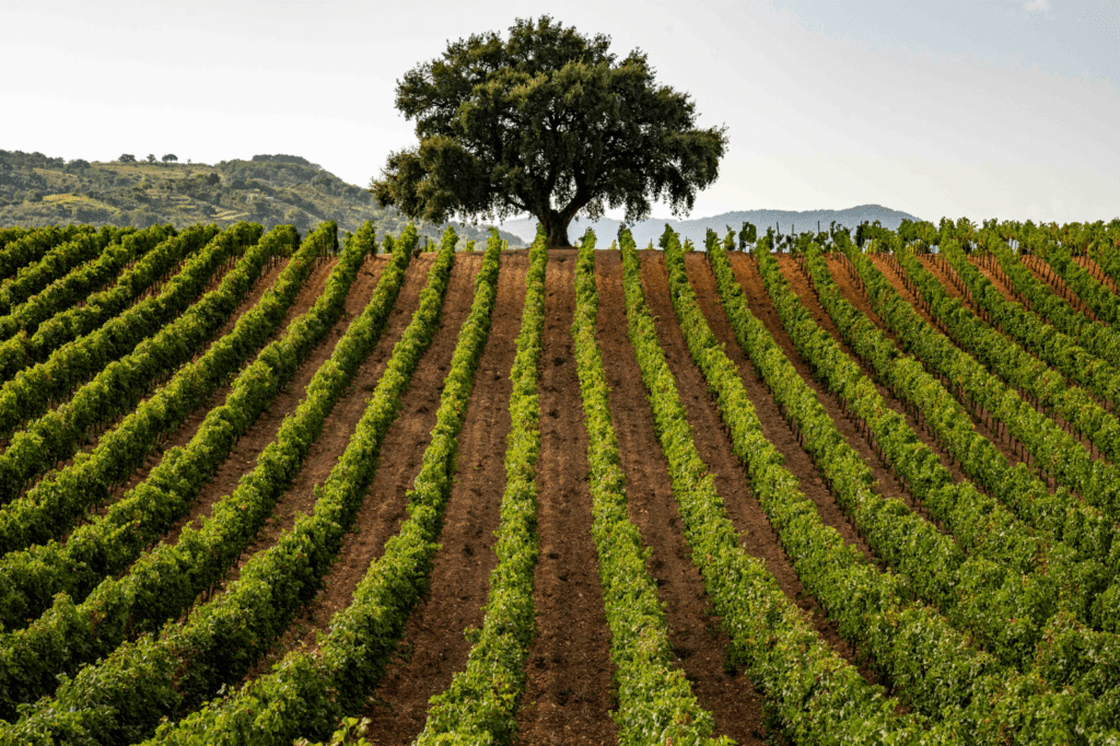 doc sicilia cloni vitigni