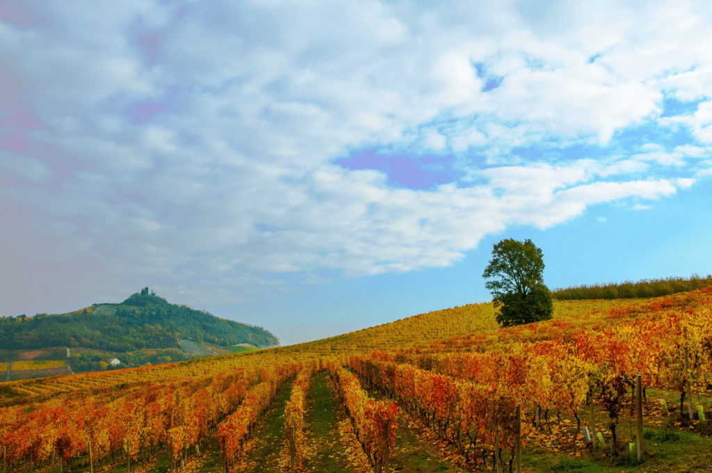 Cambiamento climatico e sostenibilità economica nel settore vitivinicolo