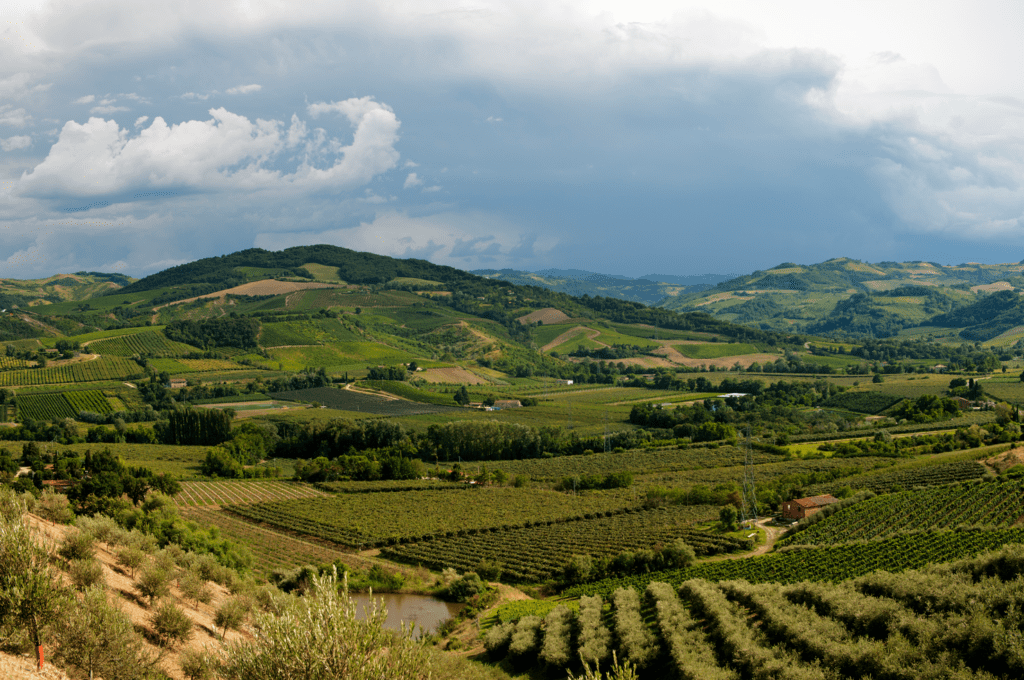 Vini di Romagna vendemmia dopo alluvione