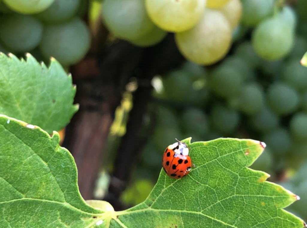 Tenuta Stella