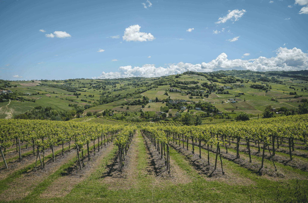 Caseo Tommasi Santé Couture