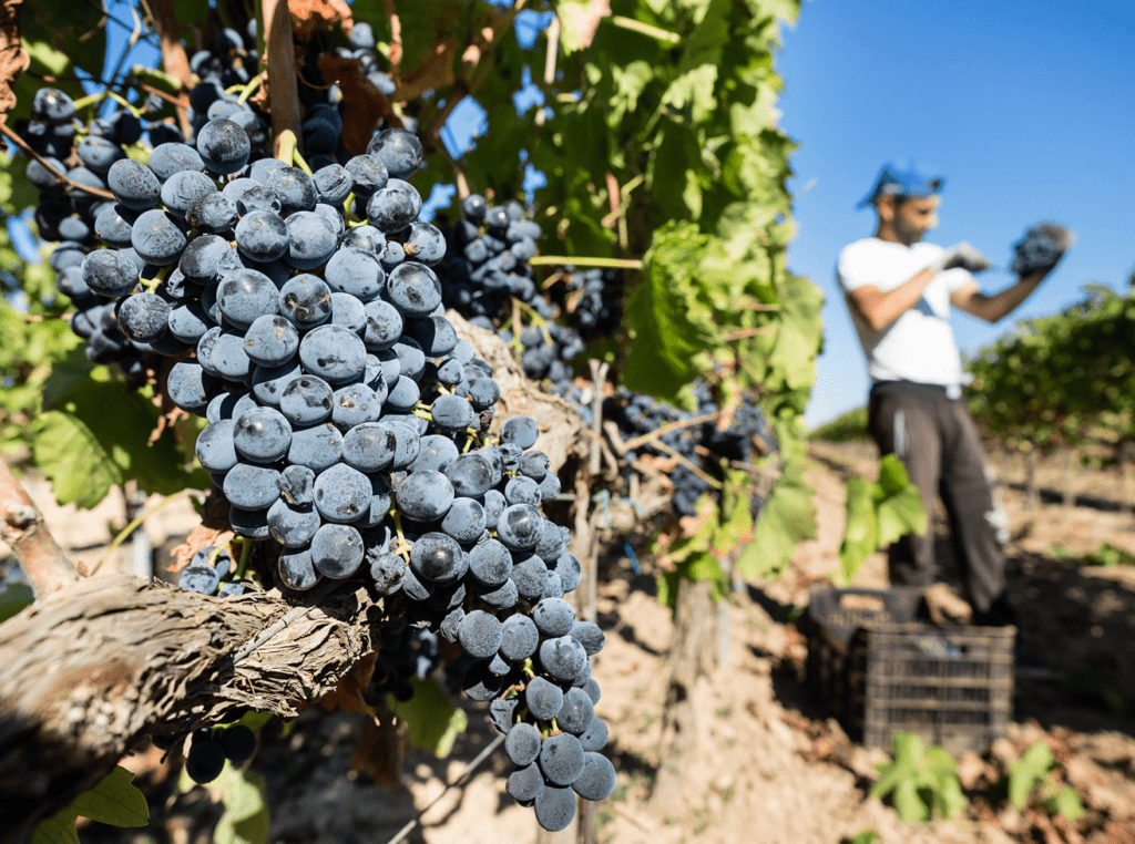 assovini sicilia vendemmia