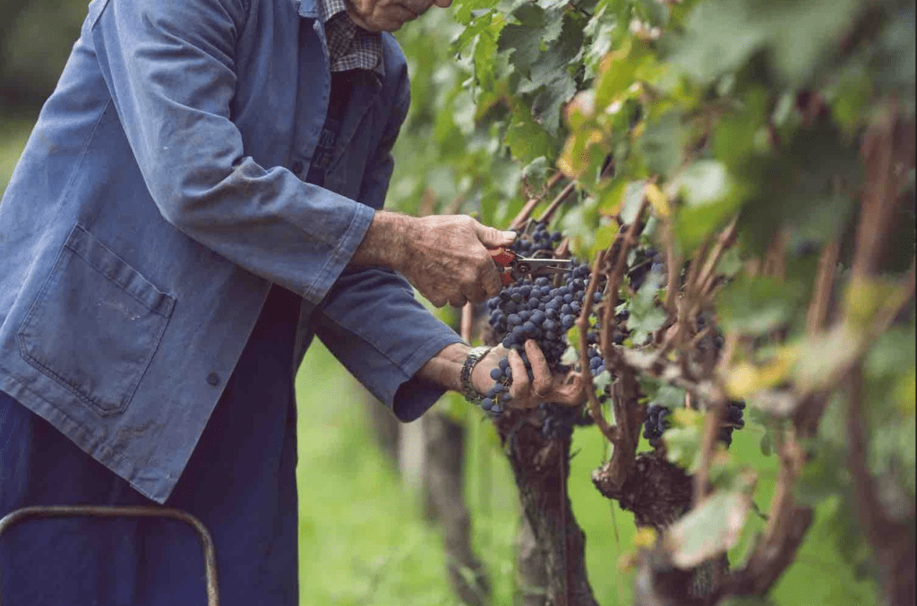 vendemmia 2023 in Trentino