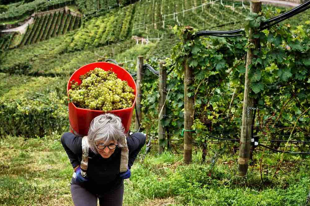 vendemmia 2023 in Trentino