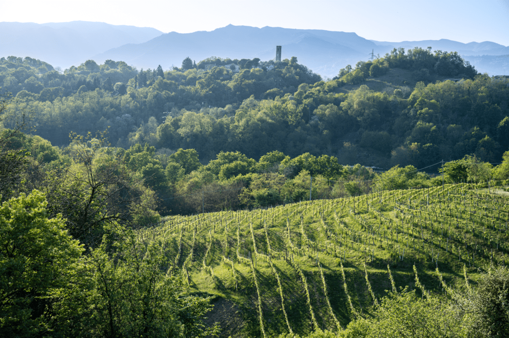 asolo prosecco