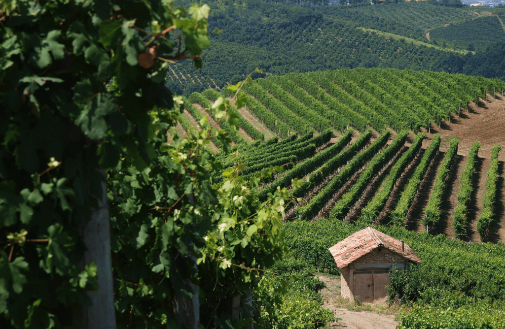 Cambiamento climatico e sostenibilità economica