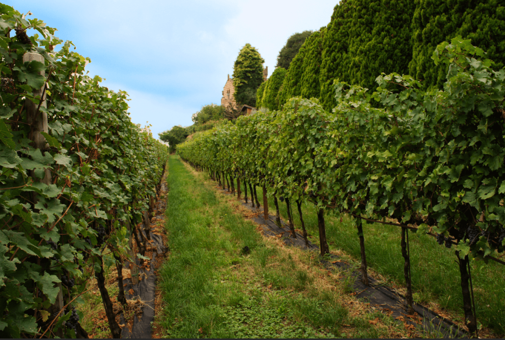 Castello Bonomi Franciacorta CruPerdu Millesimato 2016