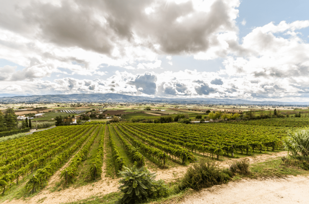 Umbria Top Wines