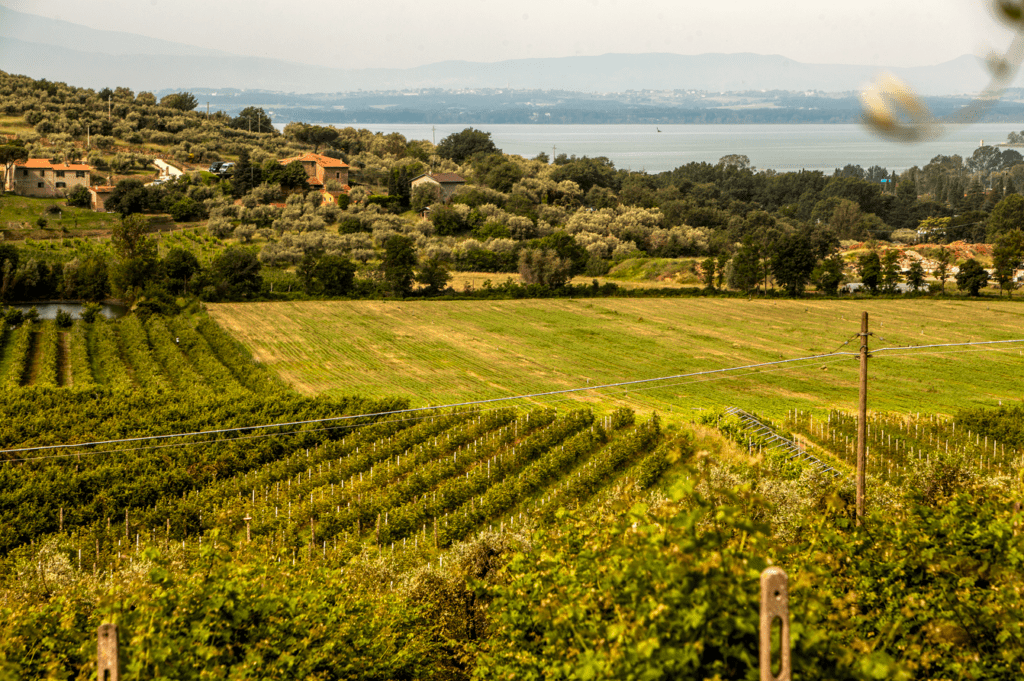 Umbria Top Wines