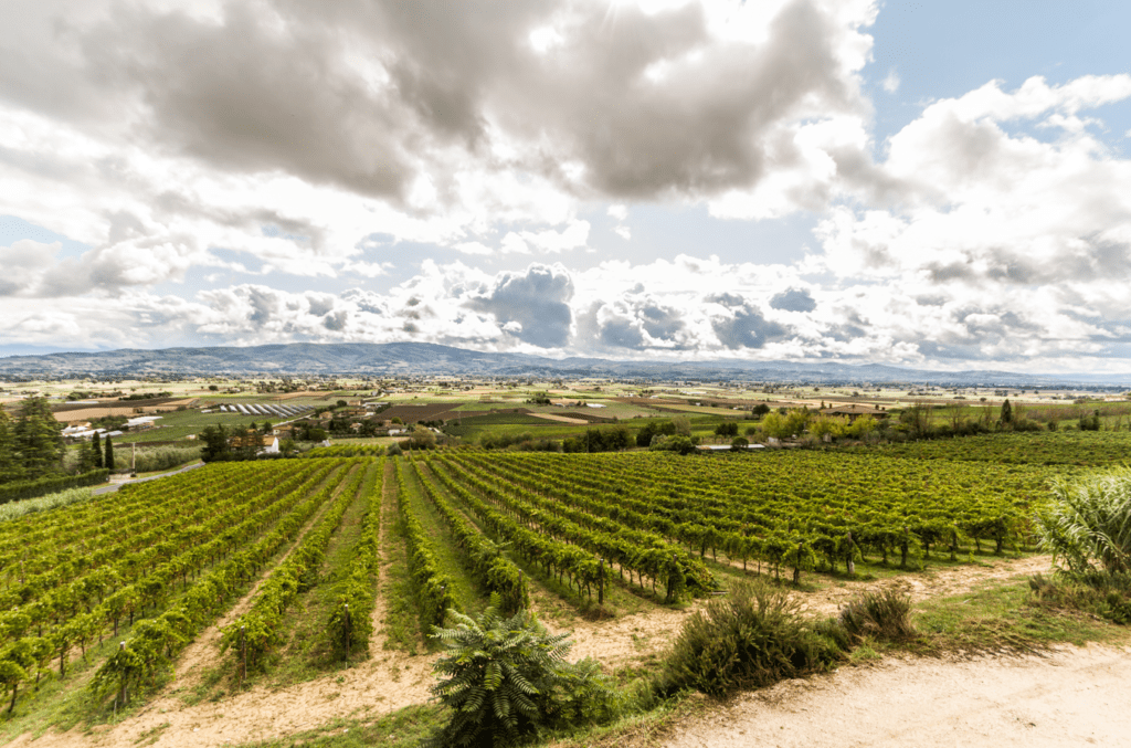 Umbria Top Wines a Slow Wine Fair 2024