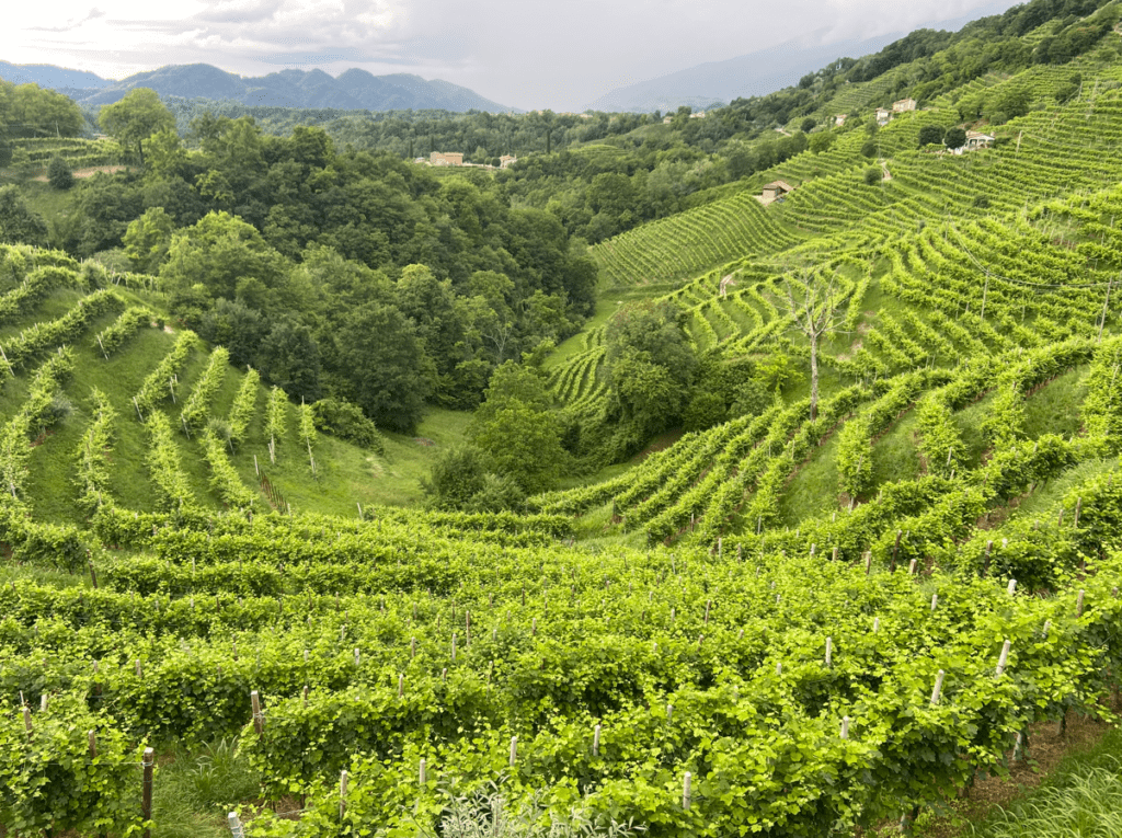 andreola prosecco