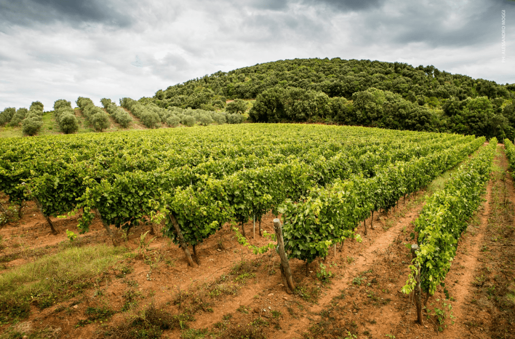 Tenuta Moraia