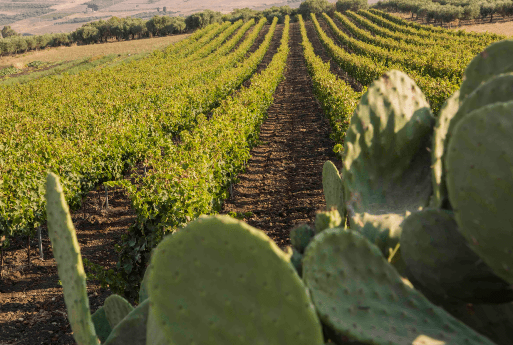 sicilia vinitaly