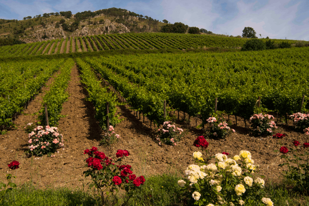 sicilia vinitaly