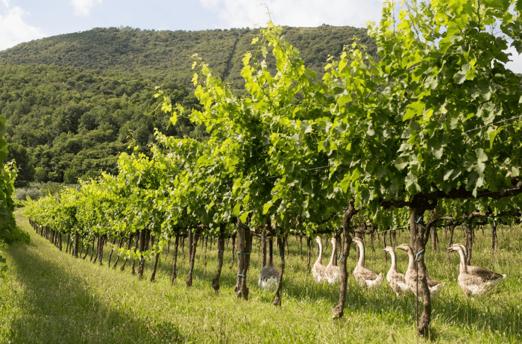 Il Consorzio di Tutela Vini Colli Euganei a Vinitaly 2024