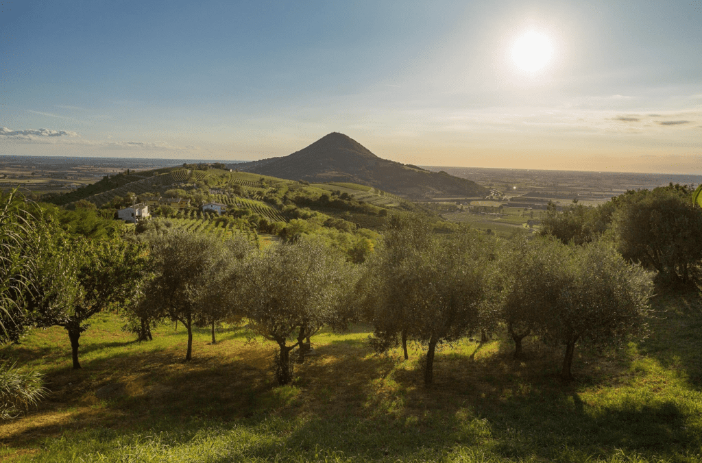 Il Consorzio di Tutela Vini Colli Euganei a Vinitaly 2024