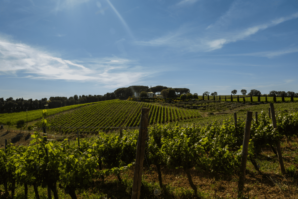 Consorzio Tutela Vini della Maremma Toscana