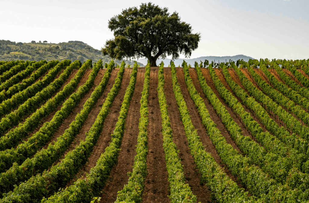 Consorzio di Tutela Vini DOC Sicilia