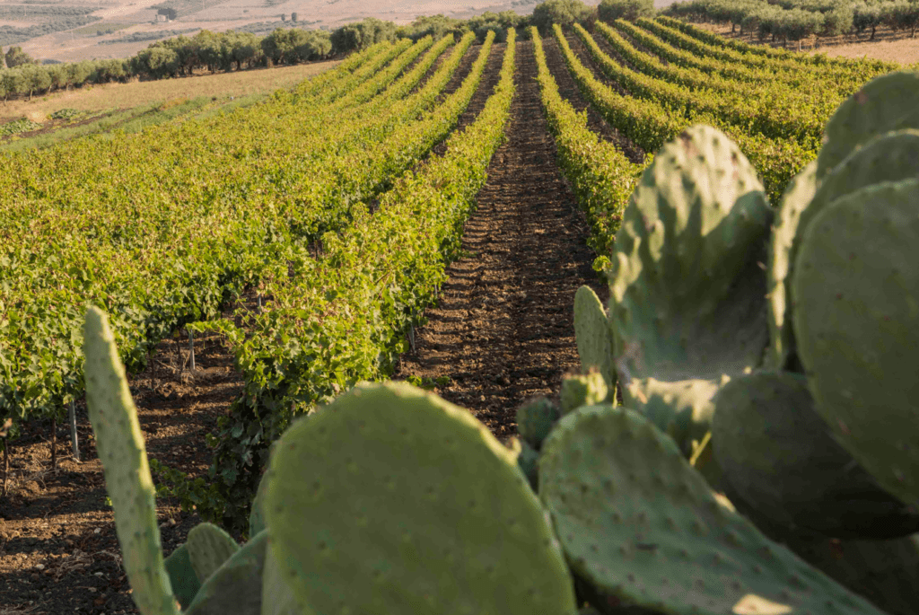 Consorzio di Tutela Vini DOC Sicilia