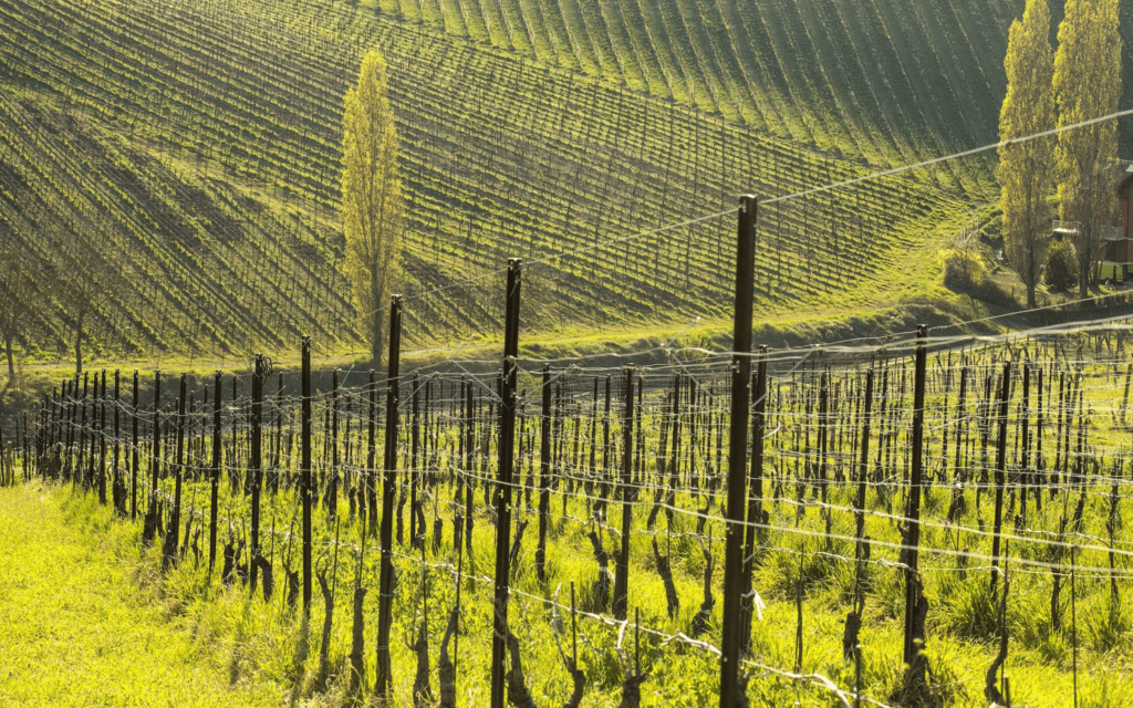 Tenuta Mazzolino