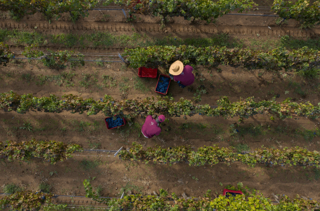 Campo alla Sughera vigneti