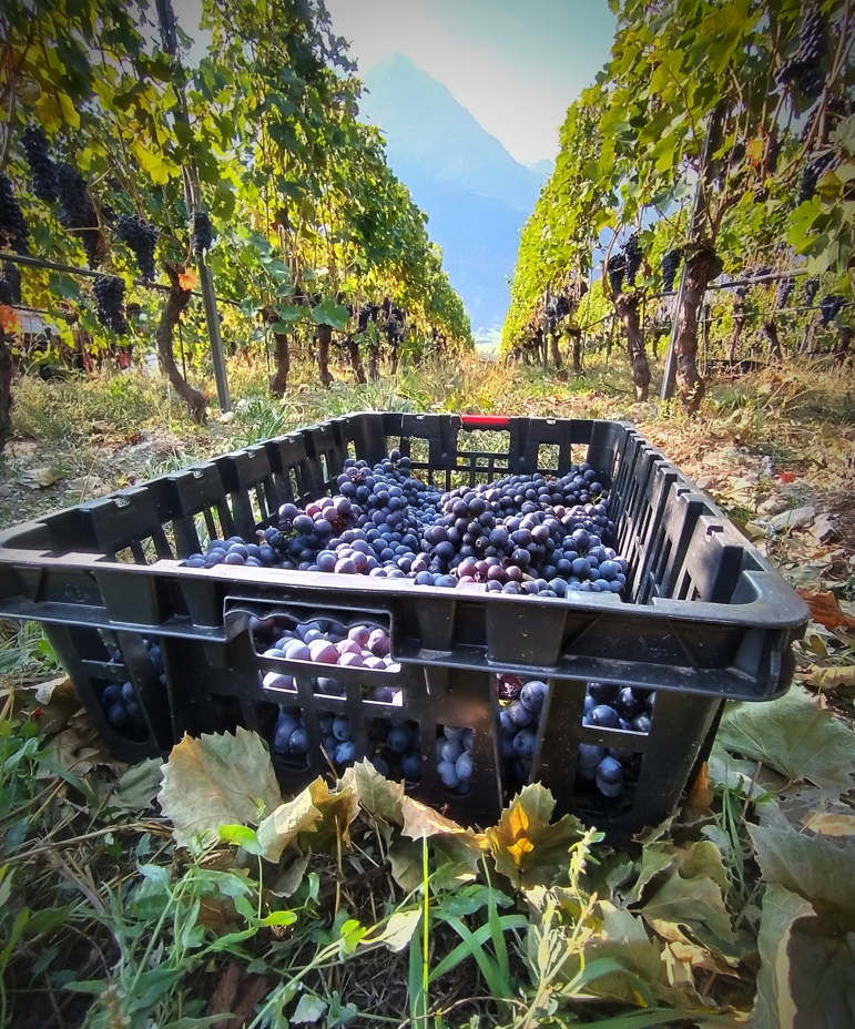 Grosjean vendemmia

