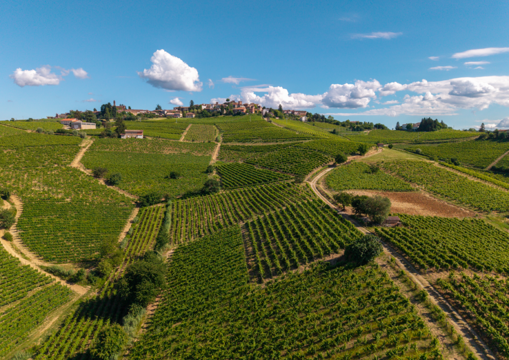vendemmia 2026 del Consorzio Tutela Vini d’Acqui