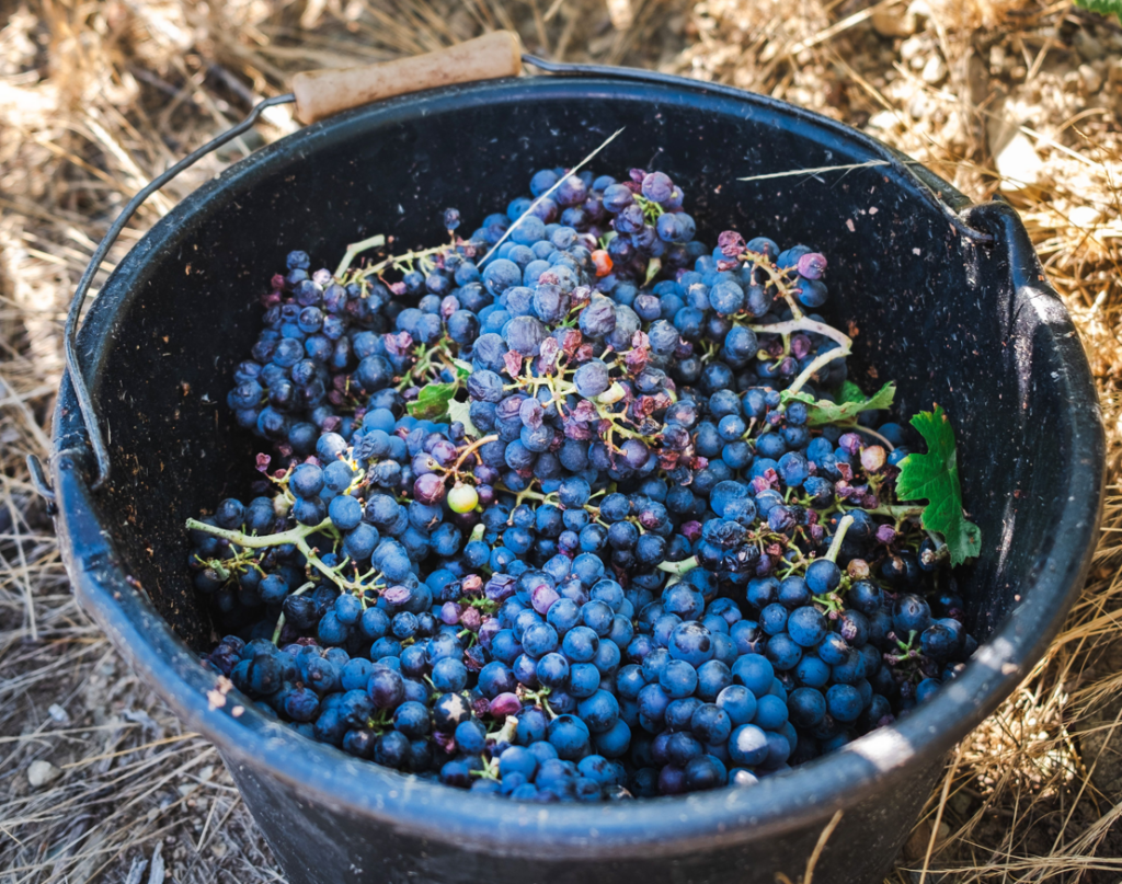Poderi Luigi Einaudi
