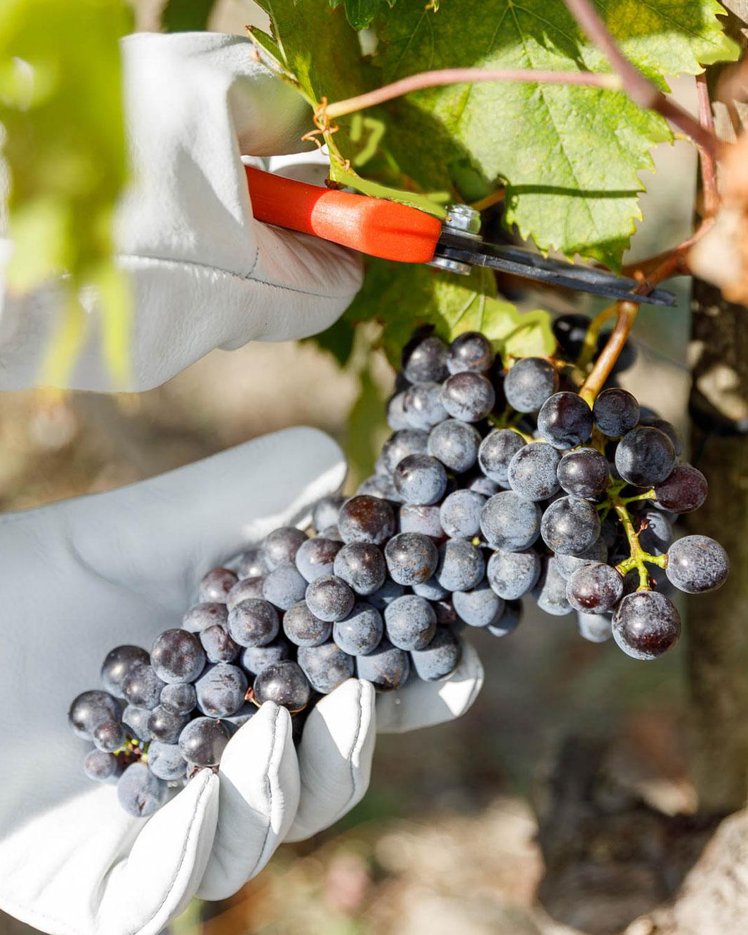 vendemmia 2026 di Tenuta Luce