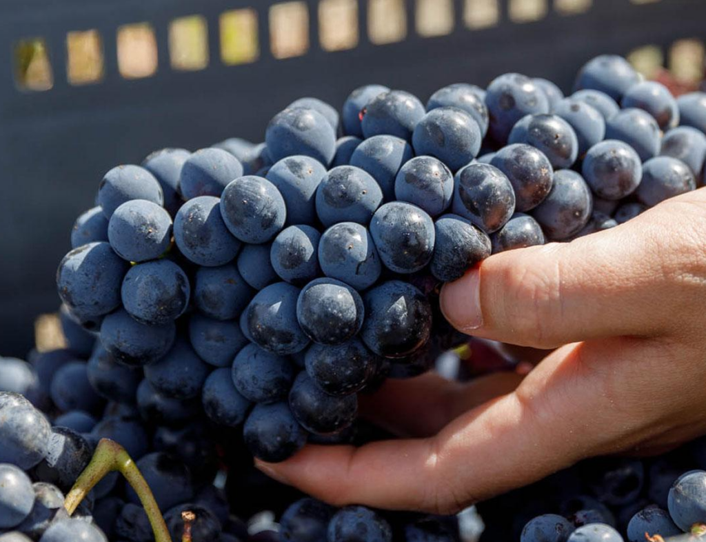 vendemmia 2026 di Tenuta Luce
