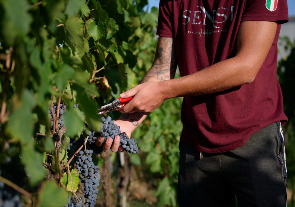 sensi vino
