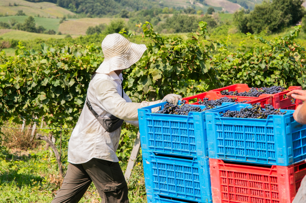 oltrepò pavese vendemmia