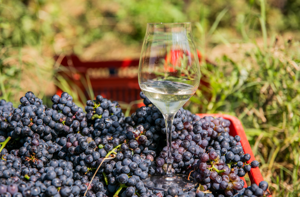oltrepò pavese vendemmia
