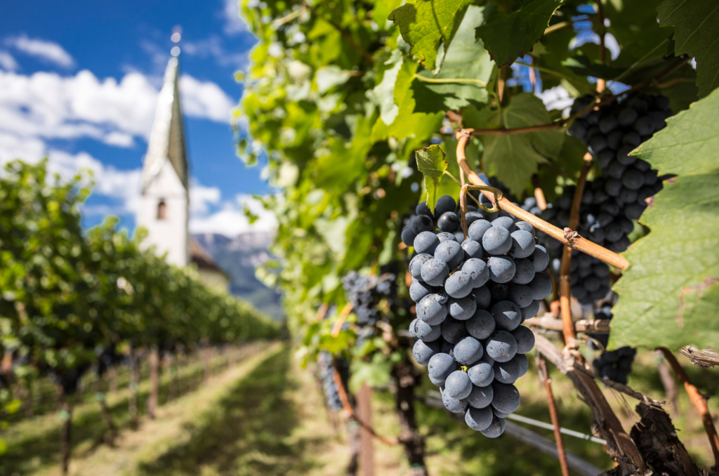 vendemmia alto adige