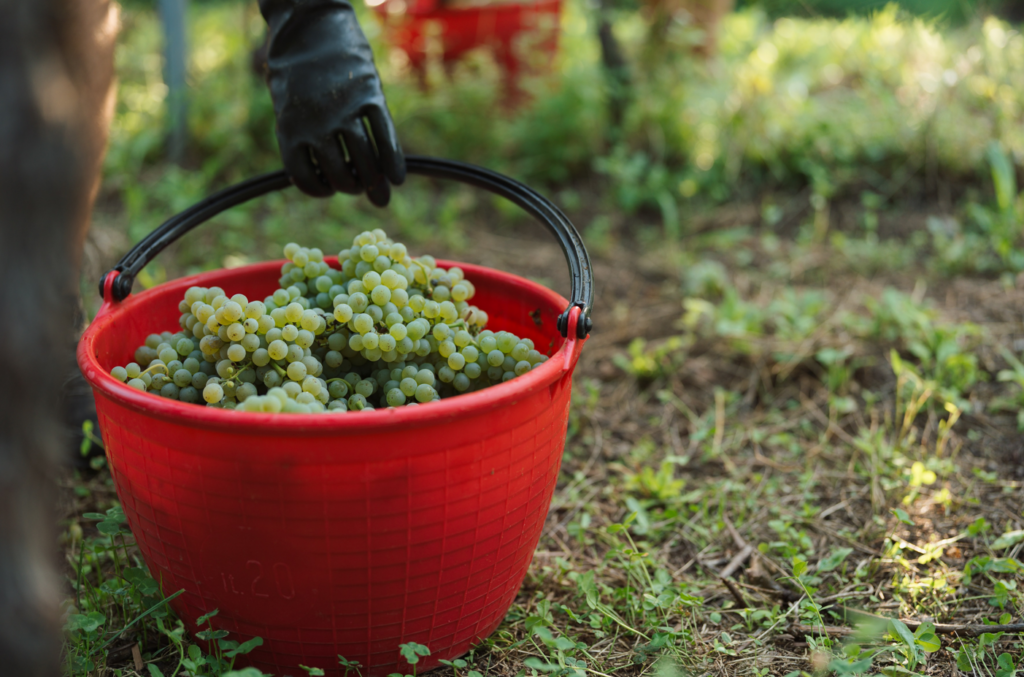 vendemmia alto adige