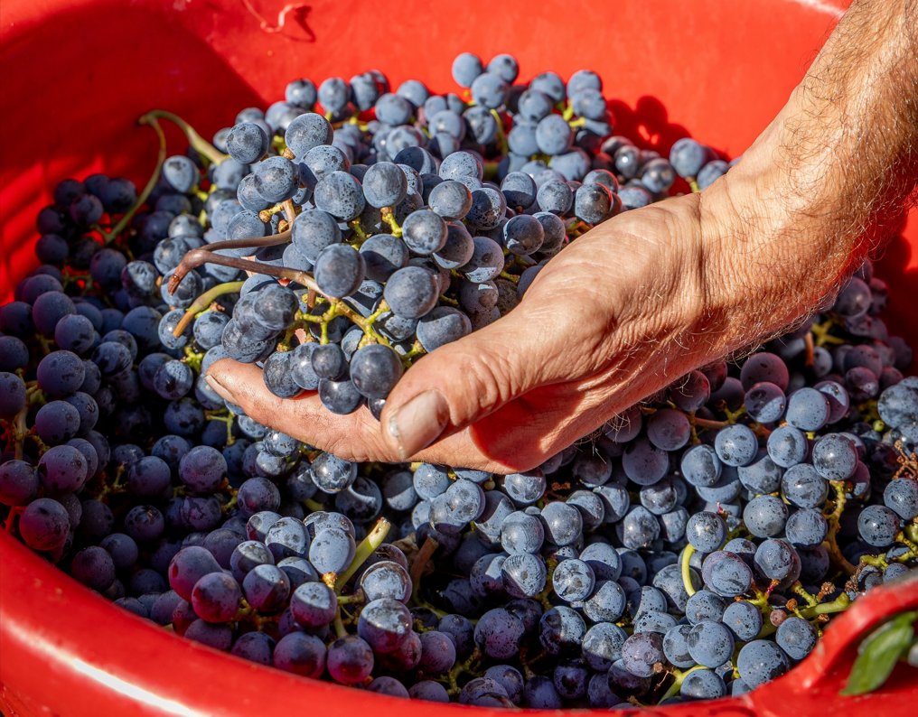 vendemmia alto adige