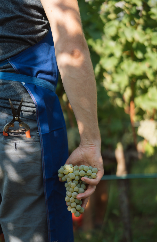 vendemmia alto adige