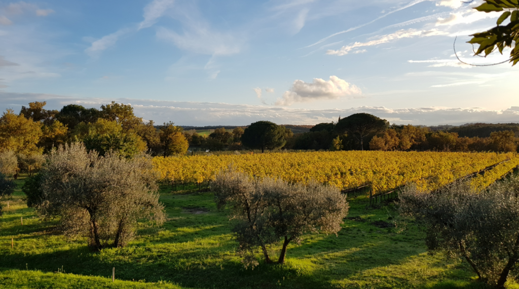 vini umbria gambero rosso